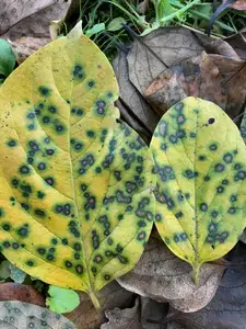 Persimmon_leaf_spot_disease